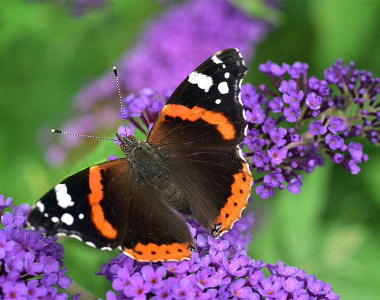 Natuur en Biodiversiteit